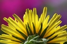 Löwenzahnblüte