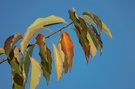Blätter im Herbst III