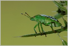 Grüne Stinkwanze (Palomena prasina)