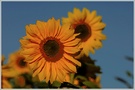 Abschied vom Sommer, Sonnenblume (Helianthus annuus)