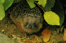 Igel ND