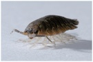 Kellerassel (Porcellio scaber)
