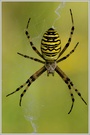 Wespenspinne (Argiope bruennichi)