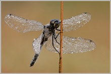 Schwarze Heidelibelle (Sympetrum danae)