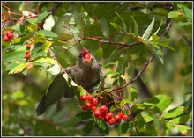 Seidenschwanz schluckt Vogelbeere