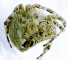 Gartenkreuzspinne (f) KD