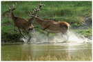 Rothirsche am Wasserloch: Revierkämpfe
