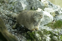 MANUL