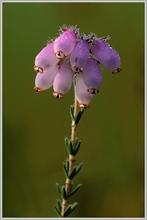 Glockenheide (Erica teralix)