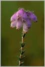 Glockenheide (Erica teralix)