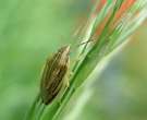 Spitzling (Aelia-acuminata), ND