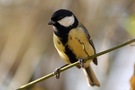 Kohlmeise - parus major - ND