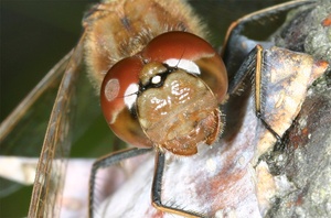 Gemeine Heidelibelle (Sympetrum vulgatum)?   KD