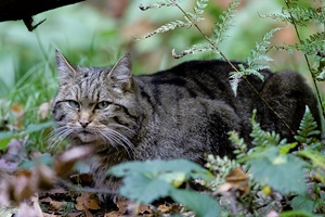 Wildkatze