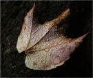 Ein Herbstblatt ND