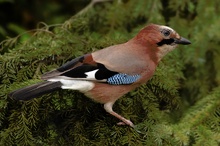 Eichelhäher (Garrulus glandarius)