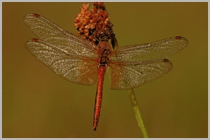 Gefleckte Heidelibelle (Sympetrum flaveolum)