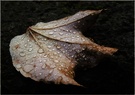 Herabgefallen ND