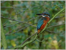 Eisvogel (Alcedo atthis)