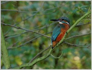 Eisvogel (Alcedo atthis)