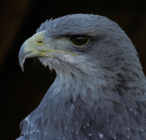 zoBlaubussard