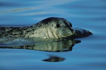 Seehund (Phoca vitulina) ND