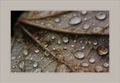 Herbstblatt No. 3 KD