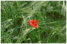 Mohnblume