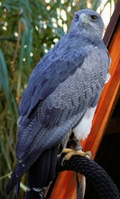 ZO Blaubussard