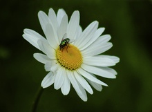 Margerite mit Fliege