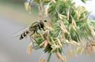 Schwebefliege