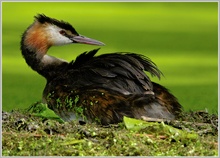 Haubentaucher (Podiceps cristatus)