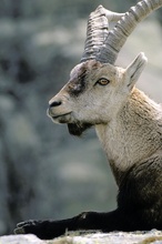 Iberischer Steinbock ND