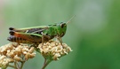 Heidegrashüpfer (Stenobothrus lineatus)