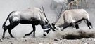 KD: Kämpfende Oryx