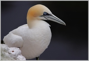 Baßtölpel (Sula bassana), Helgoland Lummenfelsen