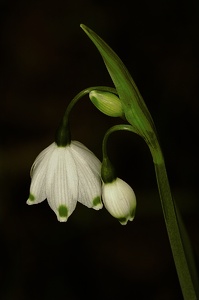 Märzbecher