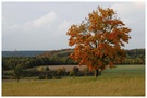 Herbstlicher Baum im Altmühltal