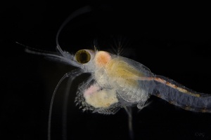 Hemimysis anomala, Schwebegarnele