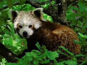 Kleiner Panda ZO