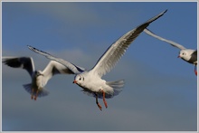 Lachmöwe (Larus ridibundus)