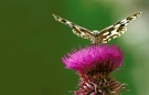 Schachbrettfalter (Melanargia galathea)