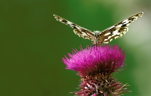 Schachbrettfalter (Melanargia galathea)