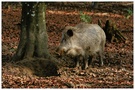 Wildschwein vor seinem Loch
