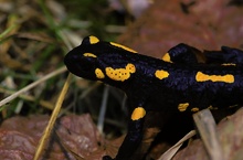 Feuersalamander