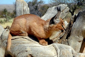 Junger Luchs (Lynx)