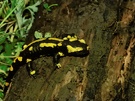 Feuersalamander ND