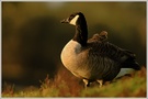 Kanadagans (Branta canadensis)