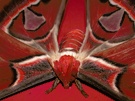 Attacus atlas