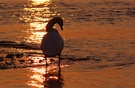 Schwan im Abendlicht